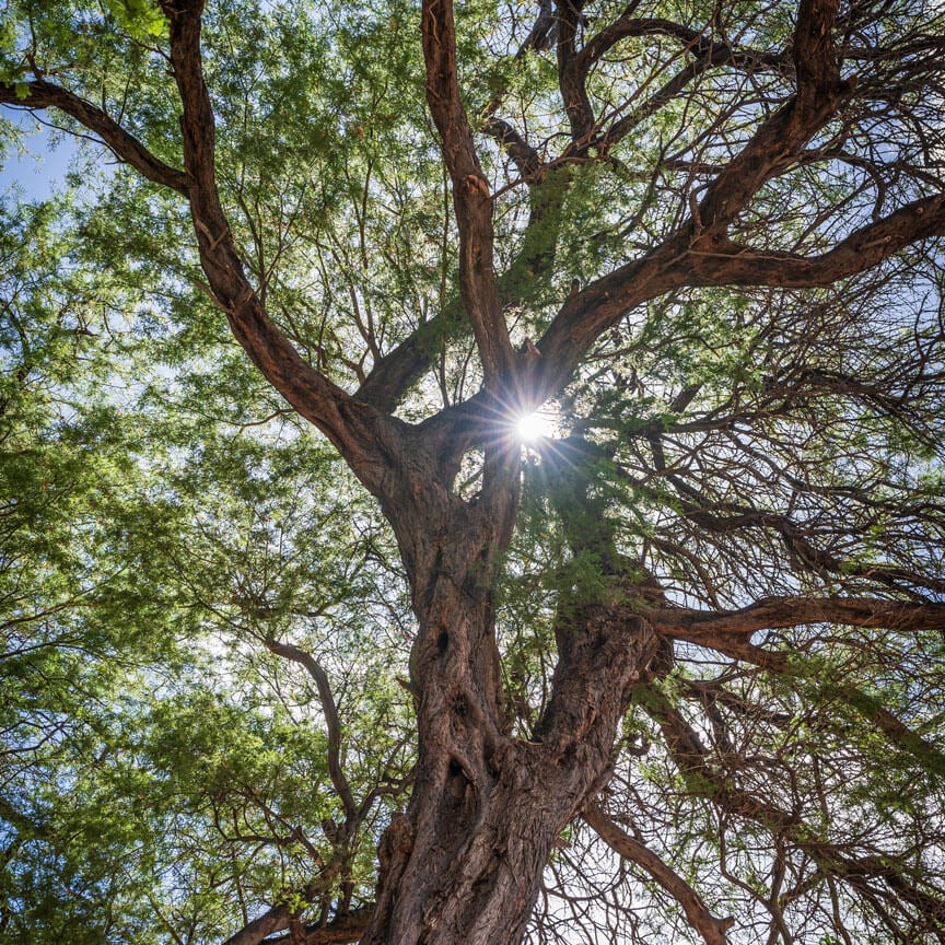 tree with sun shining through
